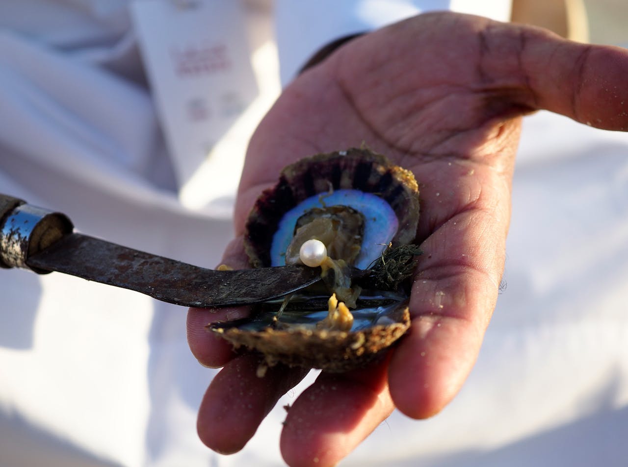 Person Holding Seashell with Pearl