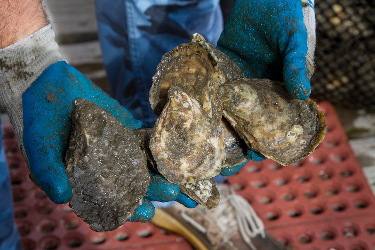 Person Holding Harvested Oysters